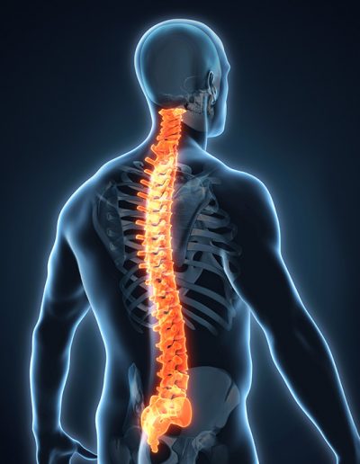 Image d'une colonne vertébrale représentée en 3D - Athomic Wellness
