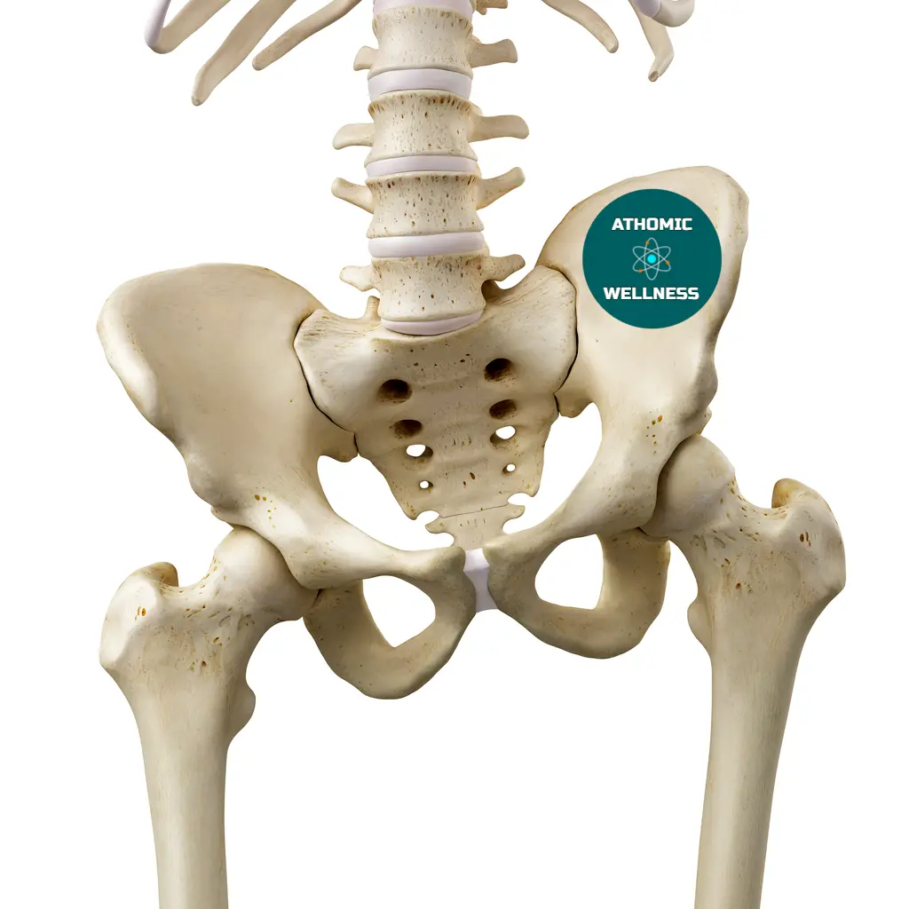 Bassin Athomic Wellness Déséquilibres musculaires impactant la position du bassin