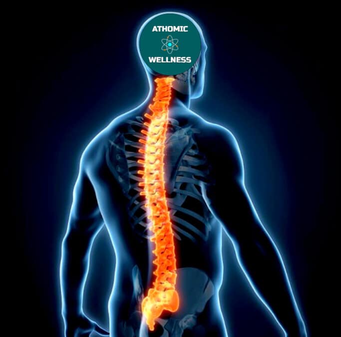 Image d'une colonne vertébrale représentée en 3D - Athomic Wellness