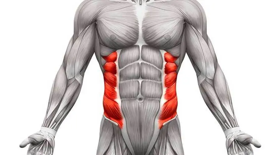Les obliques