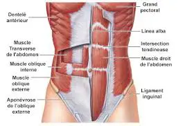 Transverse, muscle essentiel pour lutter contre les déséquilibres musculaires