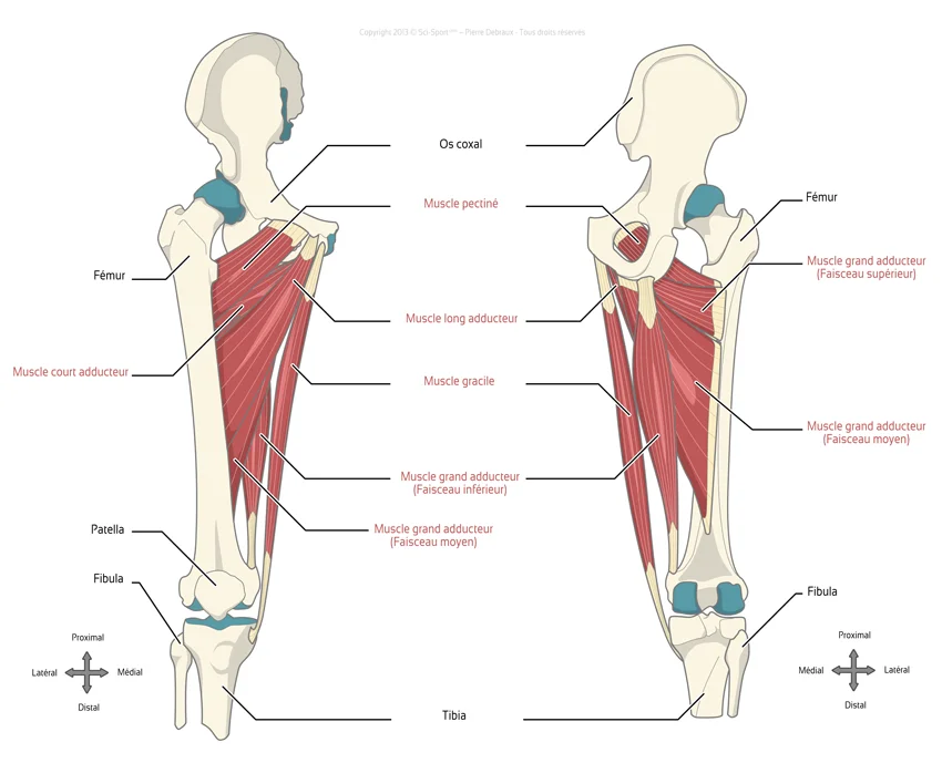 Les muscles adducteurs