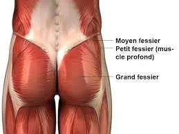 Les muscles fessiers puissants empêchent le déséquilibre du bassin