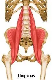 L'ilio-psoas est un muscle qui est fléchisseur des hanches et peut lordoser la partie lombaire