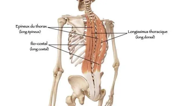 Les muscles spinaux sont les muscles érecteurs du rachis