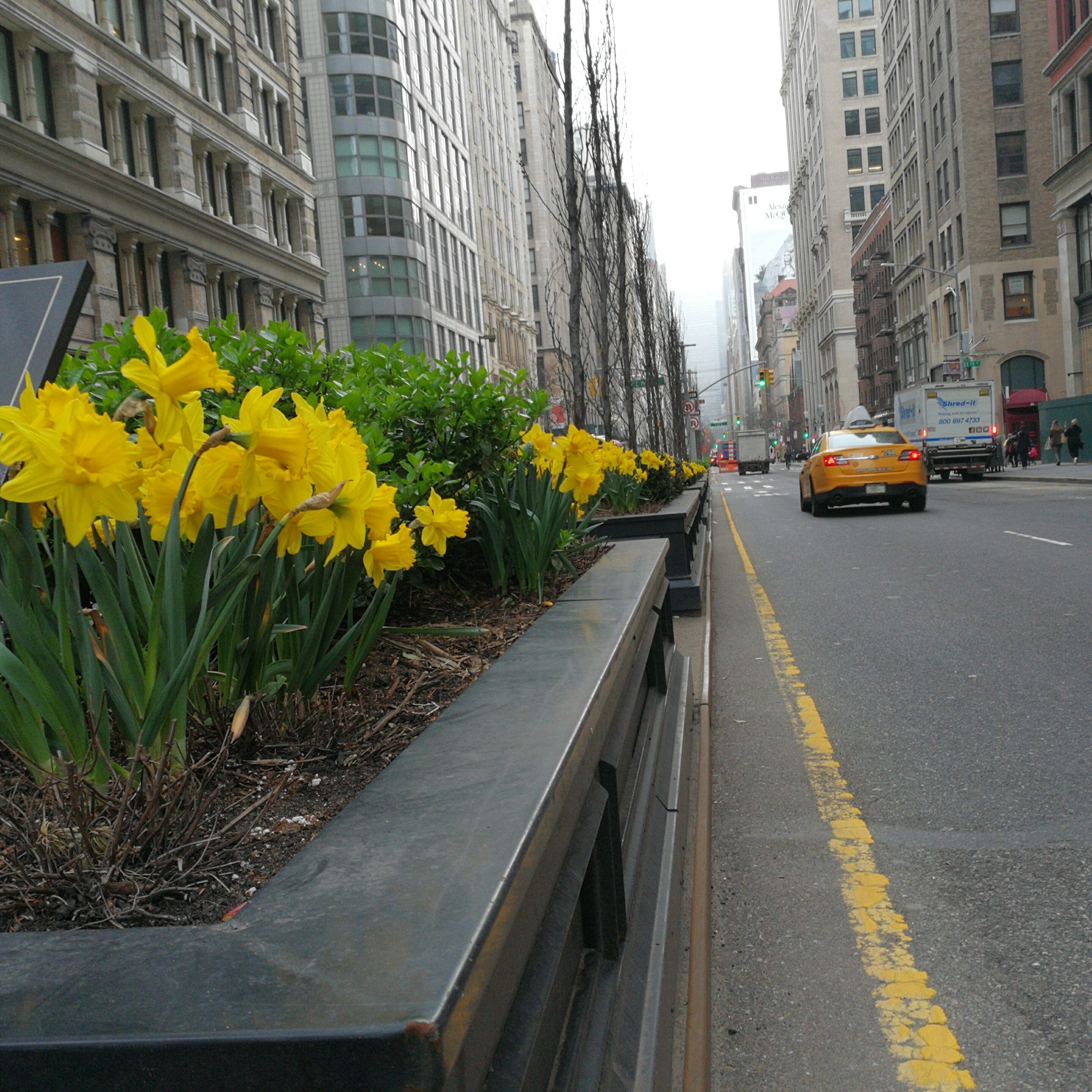South Park Avenue bordée de jonquilles en avril Jonquilles à South Park Avenue