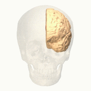 Cortex cingulaire Cortex cingulaire respiration consciente