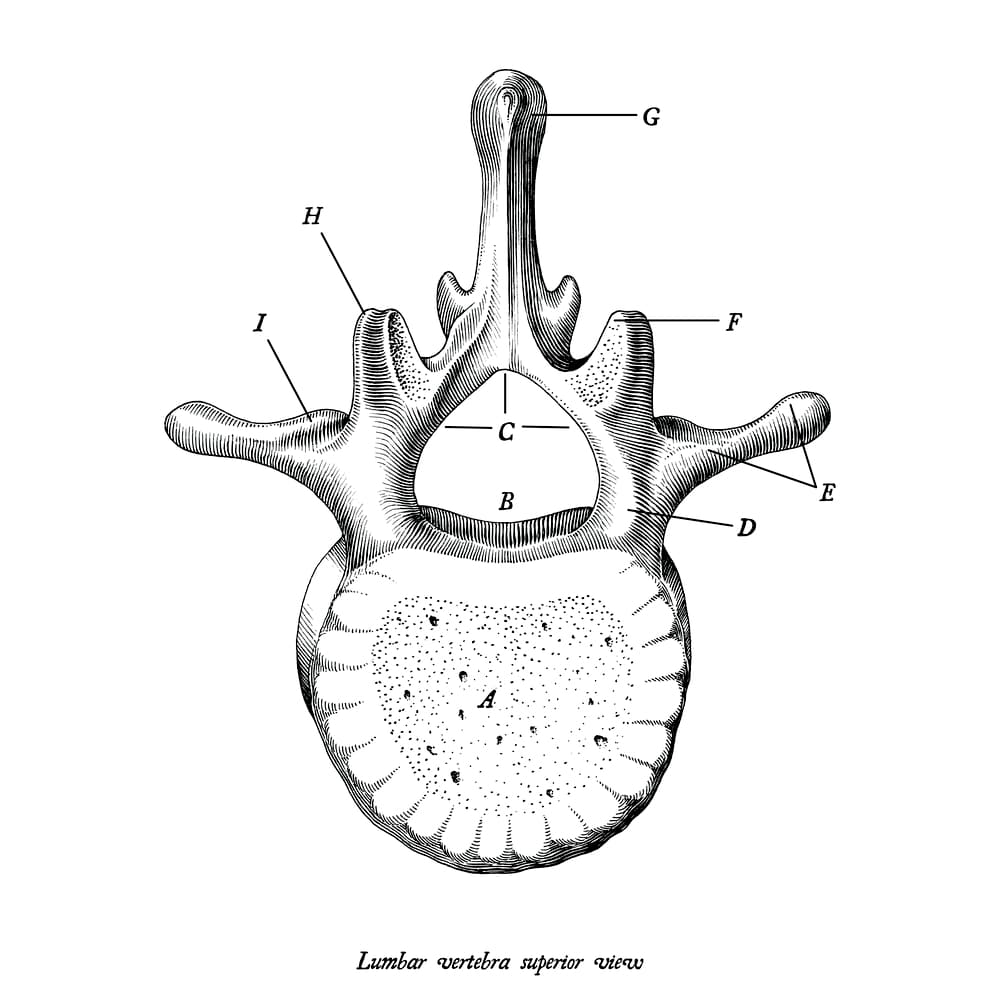 Description d'une vertèbre lombaire
