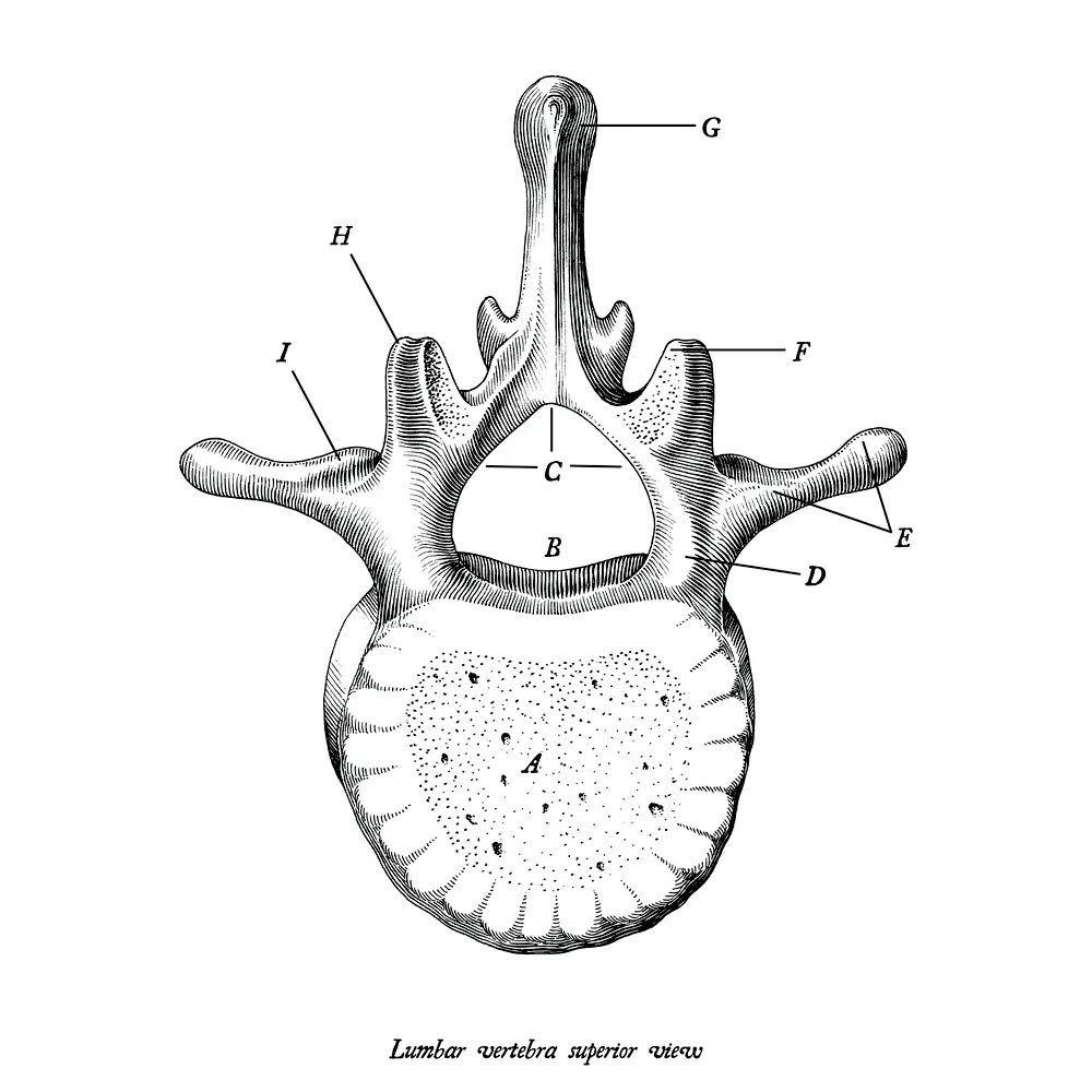Description d'une vertèbre lombaire