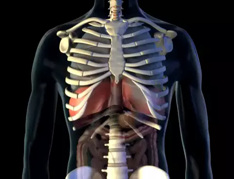 Mouvement du Diaphragme Diaphragme en action